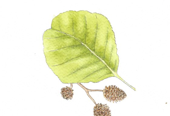 Common Alder