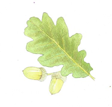 sketch of oak leaf, pale green and two acorns, brown | Carrie O'Sullivan