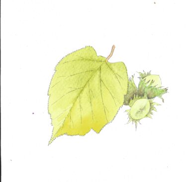 hazel leaf, pale green and hazel nut | Carrie O'Sullivan