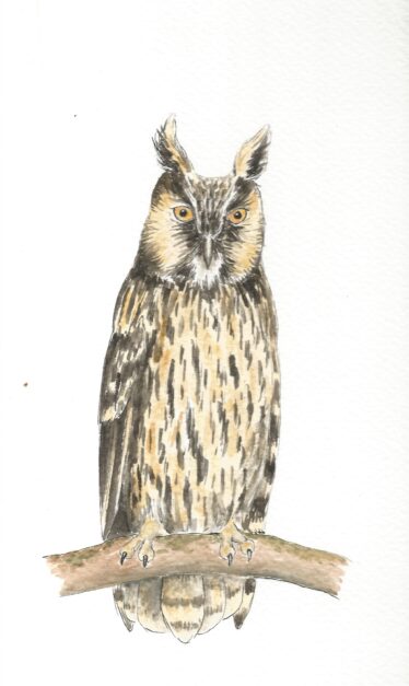 Long-eared Owl | Carrie O'Sullivan