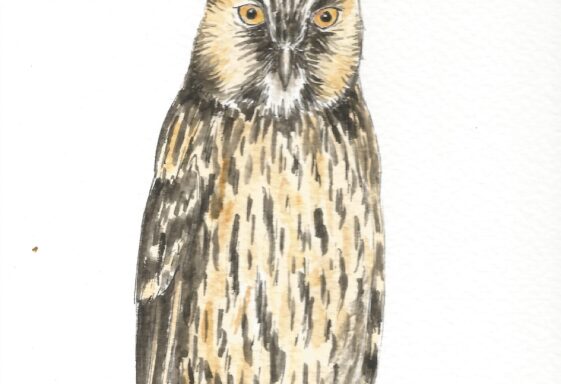 Long-Eared Owl
