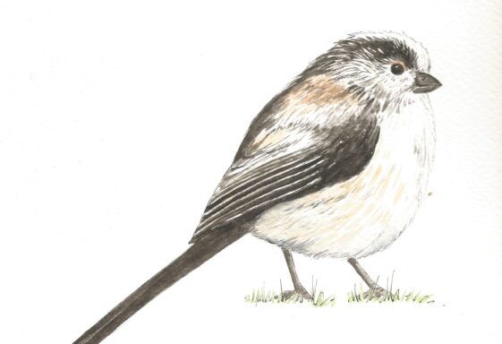 Long-tailed Tit