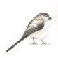 Long-tailed Tit