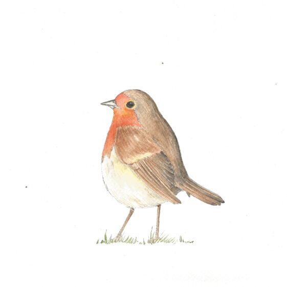 carrie-8-robin Robin | Carrie O' Sullivan