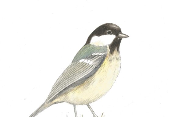 Coal Tit