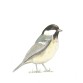 Coal Tit