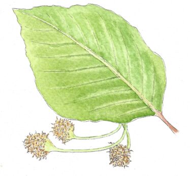 green leaf, pointed end, oval in shape with brown seedlings | Carrie O'Sullivan