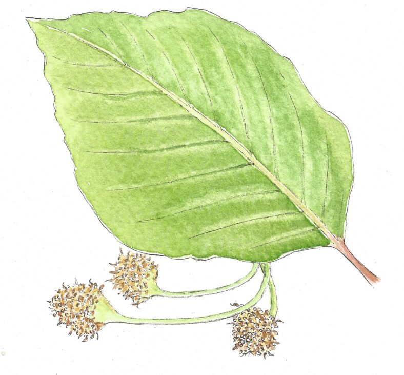 green leaf, pointed end, oval in shape with brown seedlings | Carrie O'Sullivan