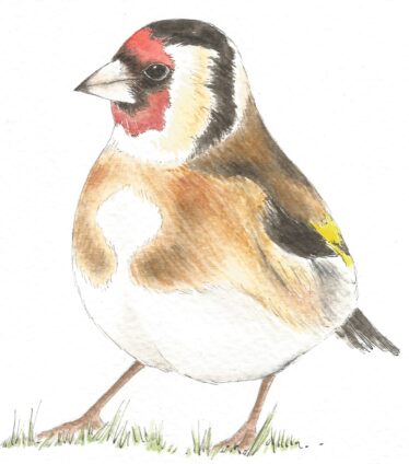Gold Finch | Carrie O'Sullivan