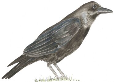 Raven | Carrie O'Sullivan