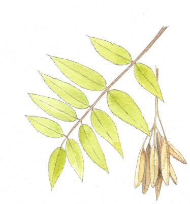 pointed leave of ash tree, green in colour with clump of seedlings brown in colour | Carrie O' Sullivan