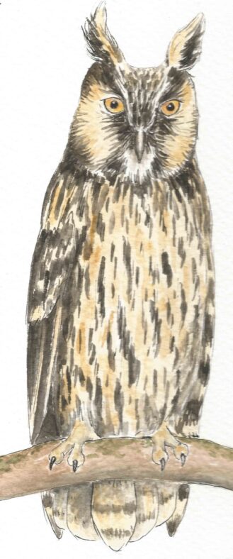 Long eared Owl | Carrie O'Sullivan