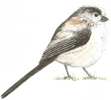 Long Tailed Tit | Carrie O' Sullivan