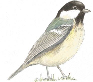 Coal Tit | Carrie O'Sullivan