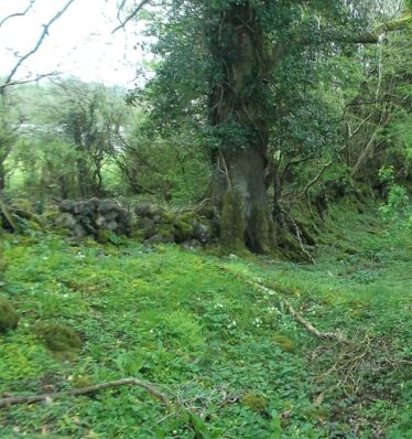 Rampart wall and tree on Ringfort, Liscune | B. Doherty