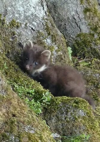 Pine Marten