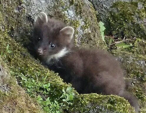 Pine Marten