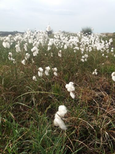 Bog cotton blowing in wind, Carra Bog