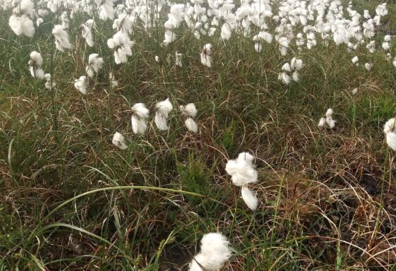 Bog Cotton