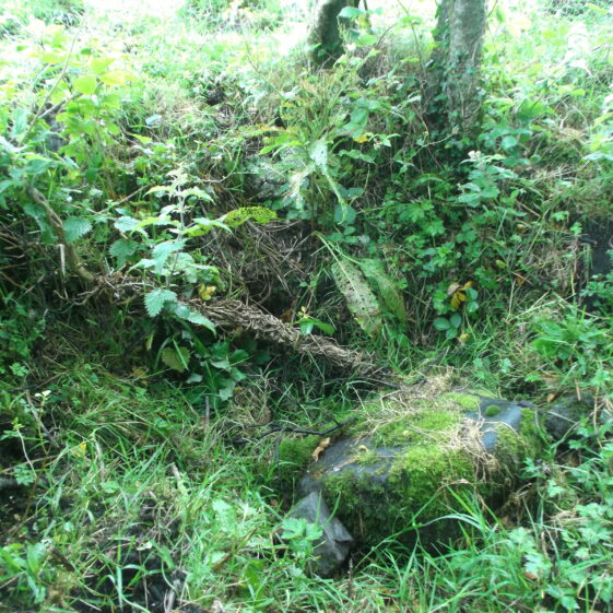 Looking east showing overgrowth within the well prior to clearance | B. Doherty 2017
