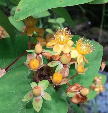 Flowering Tutsan,