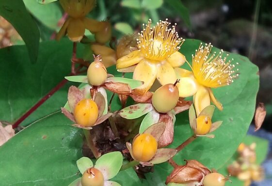 Tutsan