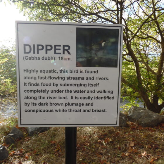 Dipper