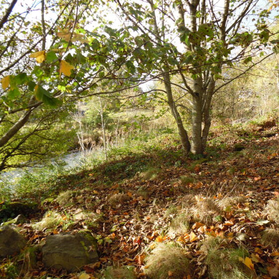 Lovely colours by the river