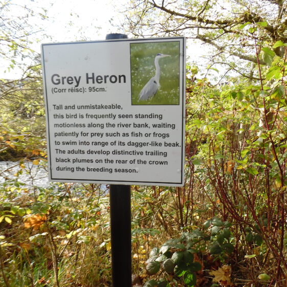 Grey Heron