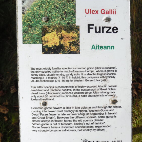 Furze