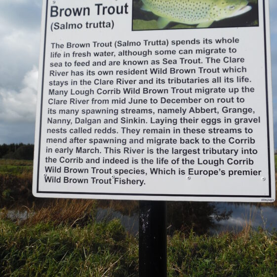 Brown Trout