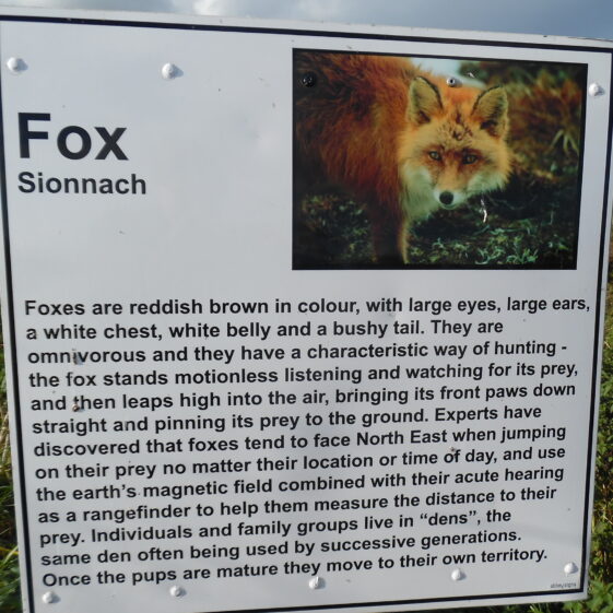 Fox