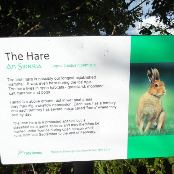 The Hare