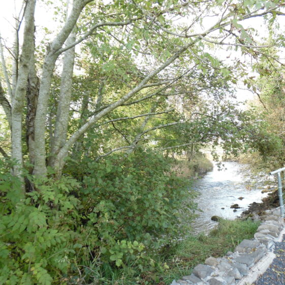 The water
