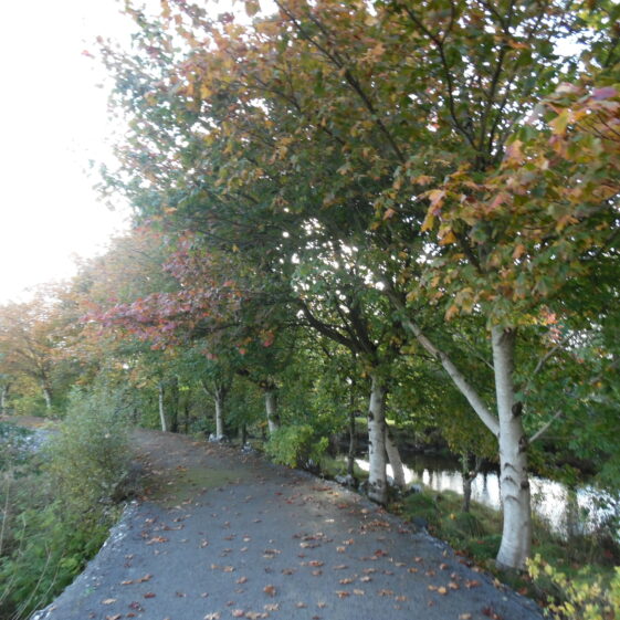 Autumn Colours