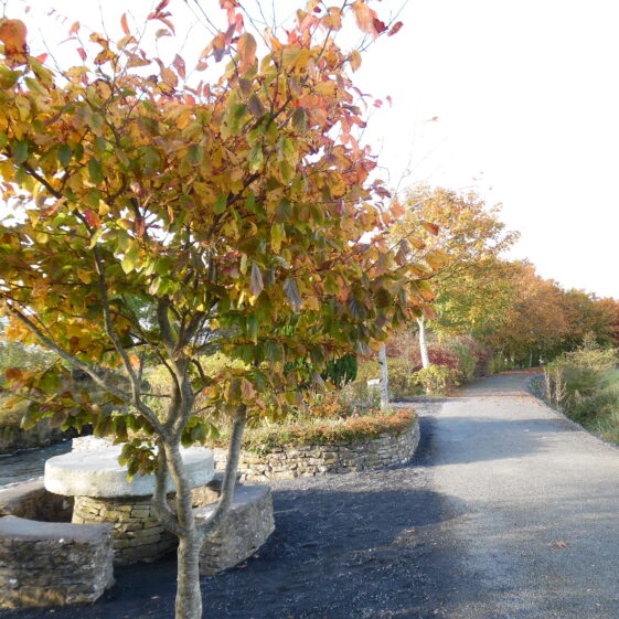 Autumn