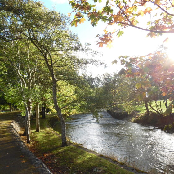 Green in Autumn