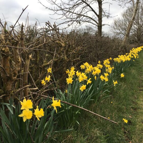 Daffodils in Milltown | Tony Murphy