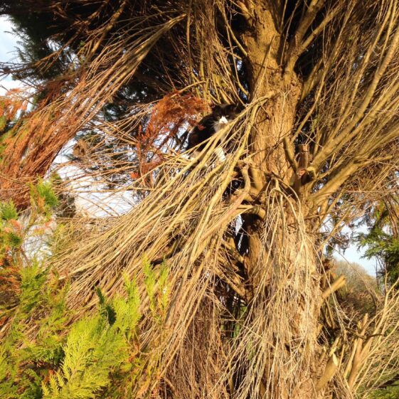 View from the tree top | Noel Connolly