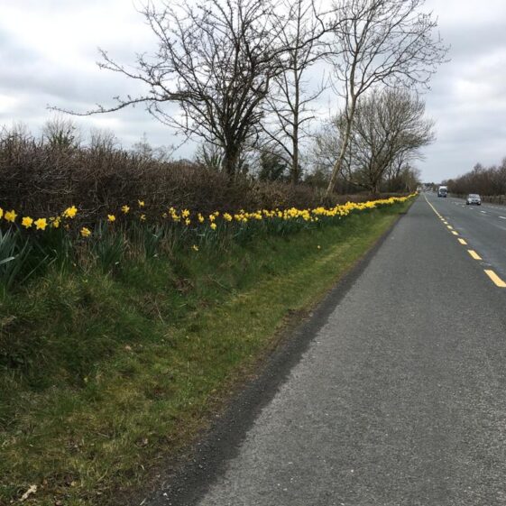 Daffodils along the N17 | Fran Murphy