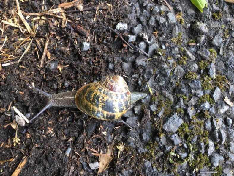 Snail | Fran Murphy