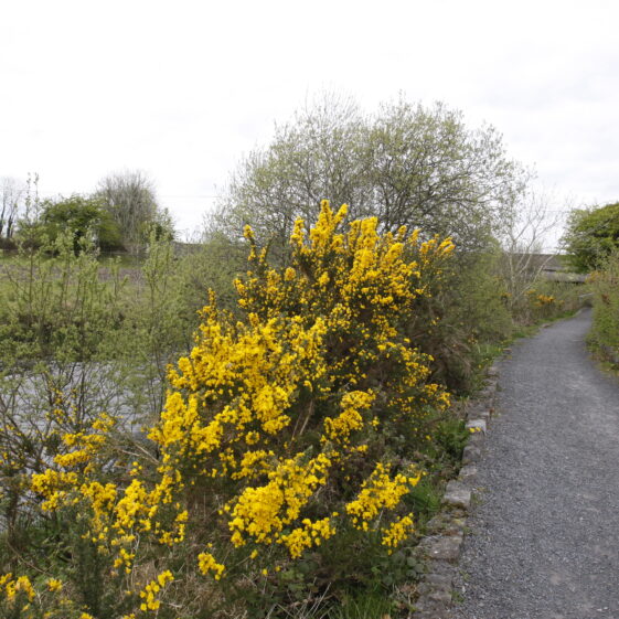 Imagery of Milltown