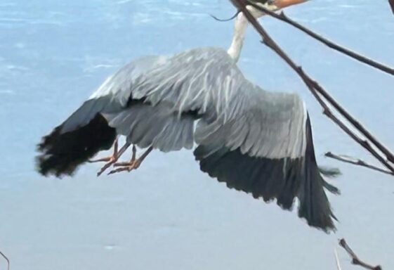 Grey Heron and Otter