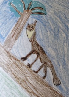 Pine Martens