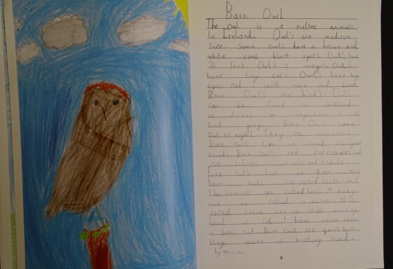 Barn Owls