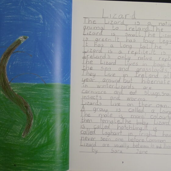 Lizard Lizard | By Sara Jane, MNS