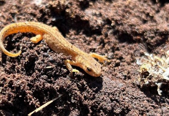 Lizard