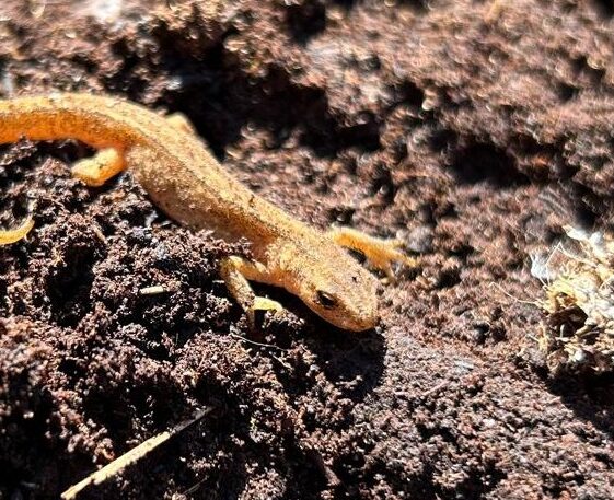 Lizard1 Ardnagall bog | Photo: C Curley, 2025