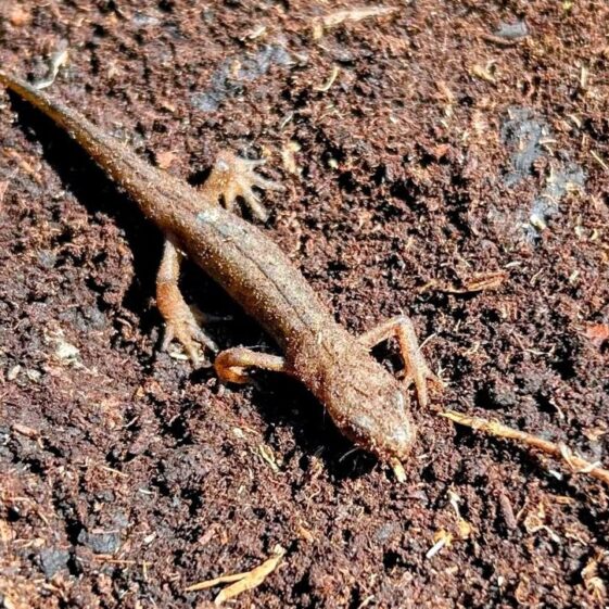 Lizard2 Ardnagall bog | Photo: C Curley, 2025