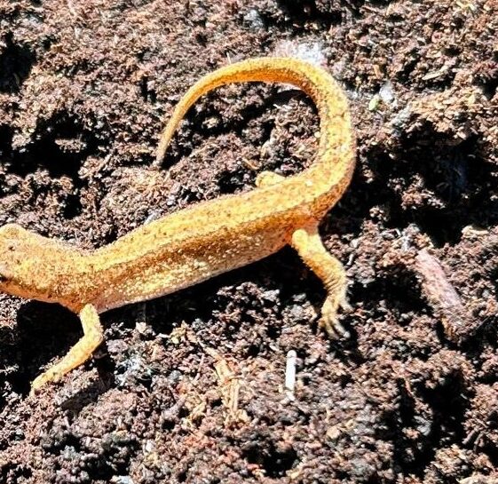 Lizard3 Ardnagall bog | Photo: C Curley, 2025